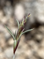 Blepharidachne bigelovii