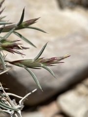 Blepharidachne bigelovii