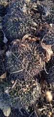 Mammillaria karwinskiana karwinskiana