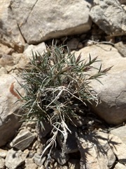 Blepharidachne bigelovii