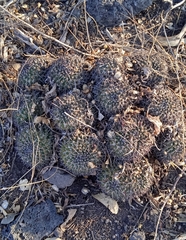 Mammillaria karwinskiana karwinskiana