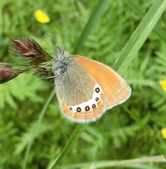 Coenonympha gardetta
