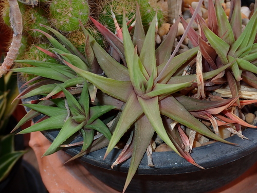 Haworthiopsis limifolia (Marloth) G.D.Rowley