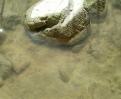 Triops longicaudatus