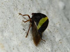 Smilia fasciata