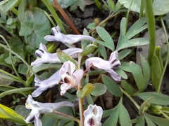 Corydalis tarkiensis