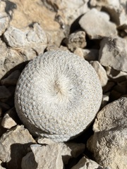 Epithelantha bokei