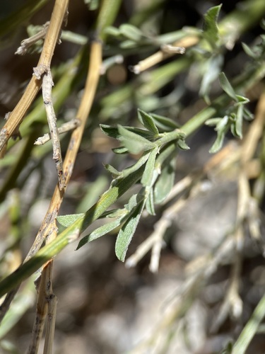 Image of Genistidium dumosum by (c) Matt Berger, some rights reserved (CC BY)