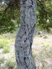 Quercus suber