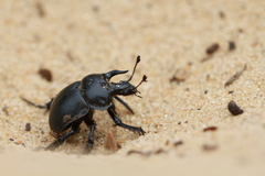 Chelotrupes
