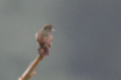 Saucerottia viridigaster