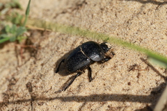 Scarabaeus cicatricosus