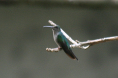 Campylopterus largipennis