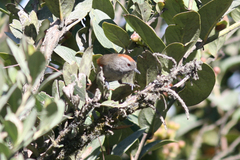 Synallaxis subpudica