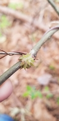 Dryocosmus floridensis
