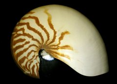 Nautilus pompilius