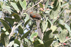 Synallaxis subpudica