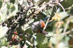 Synallaxis subpudica