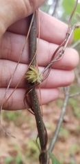 Dryocosmus floridensis