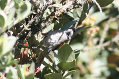 Synallaxis subpudica