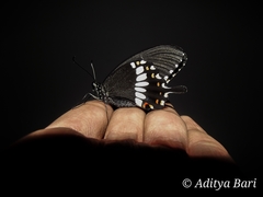 Papilio polytes cyrus