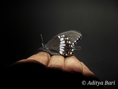 Papilio polytes cyrus