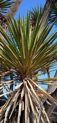 Yucca periculosa