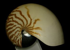 Nautilus pompilius