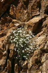 Sabulina kryloviana