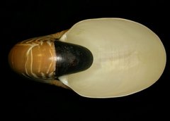 Nautilus pompilius