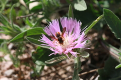 Rhodanthidium