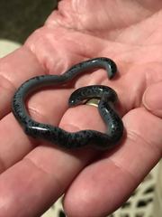 Afrotyphlops schlegelii