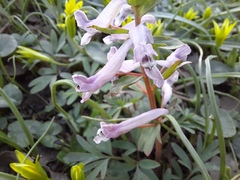 Corydalis tarkiensis