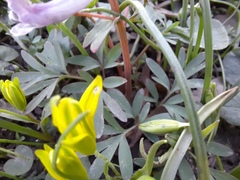 Corydalis tarkiensis