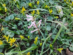 Corydalis tarkiensis