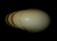 Nautilus pompilius