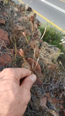 Moraea elsiae