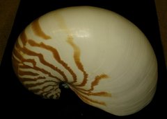 Nautilus pompilius