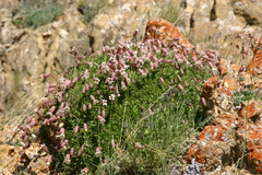 Silene turgida