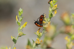 Tituboea sexmaculata