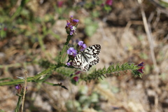 Melanargia ines