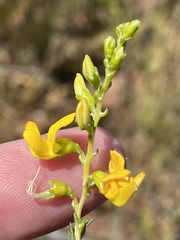 Aspalathus corrudifolia