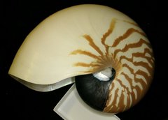 Nautilus pompilius