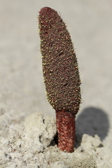 Cynomorium coccineum