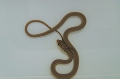 Psammophis brevirostris