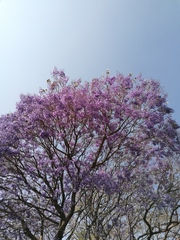 Jacaranda mimosifolia