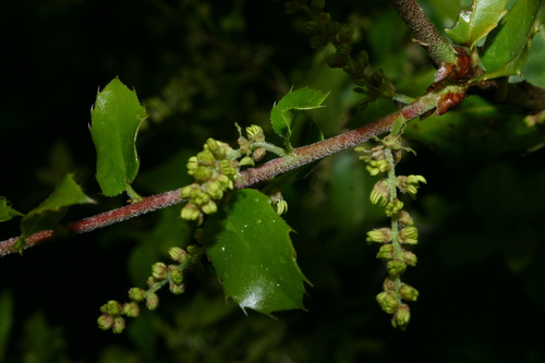 Quercus coccifera image