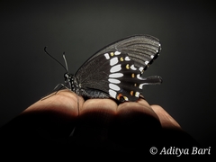 Papilio polytes cyrus