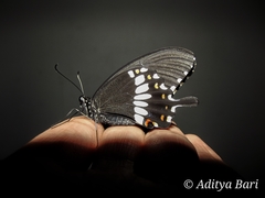 Papilio polytes cyrus