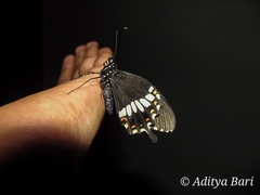 Papilio polytes cyrus